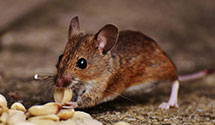 24 Hour & Emergency Exterminators in Cp Lejeunemcb, NC